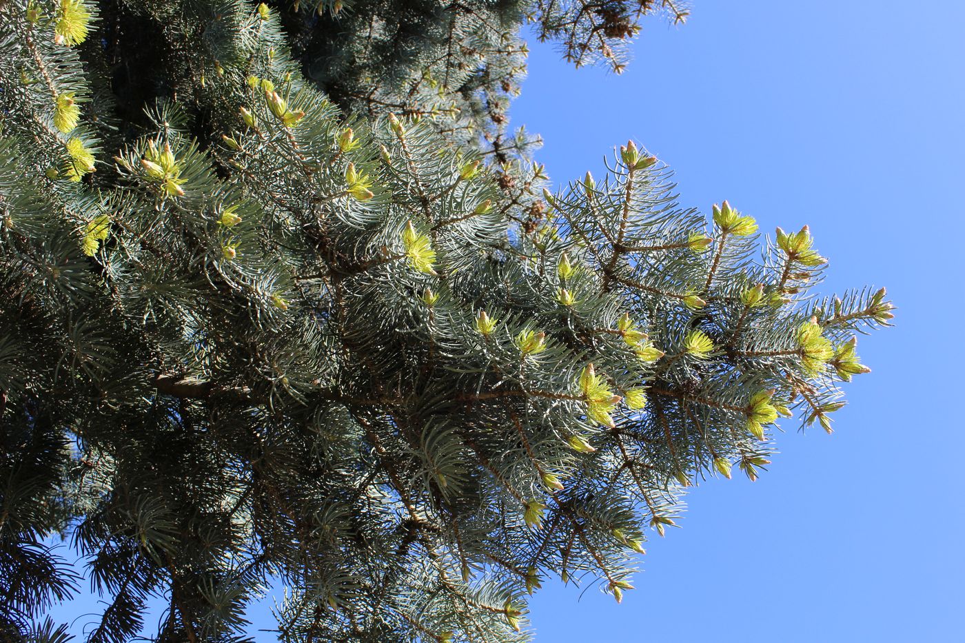 Изображение особи Abies concolor.