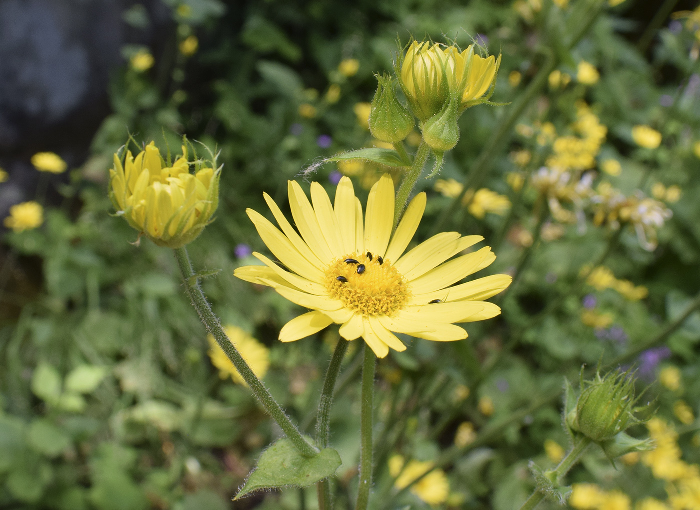 Image of Doronicum pardalianches specimen.