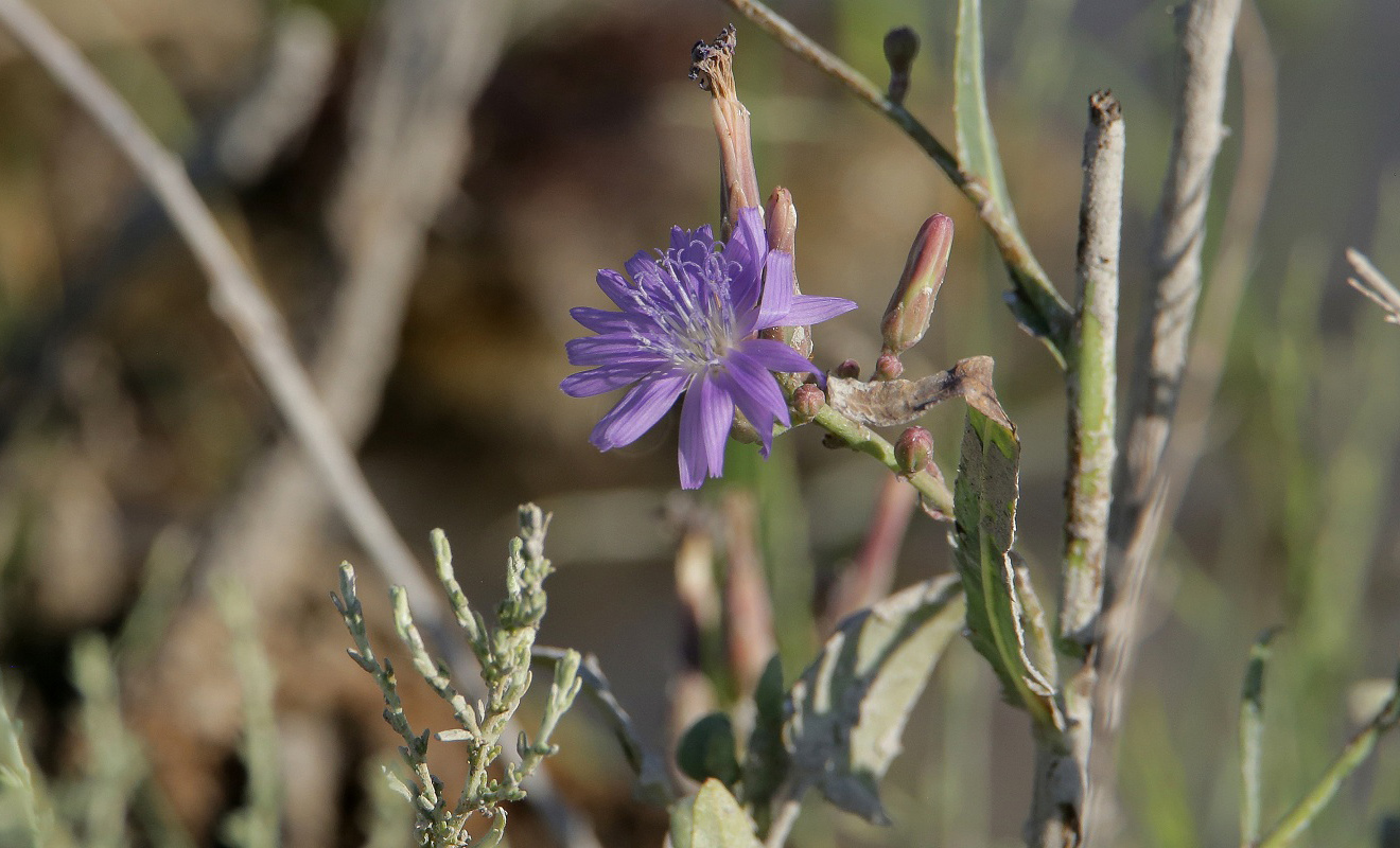 Image of Lactuca tatarica specimen.