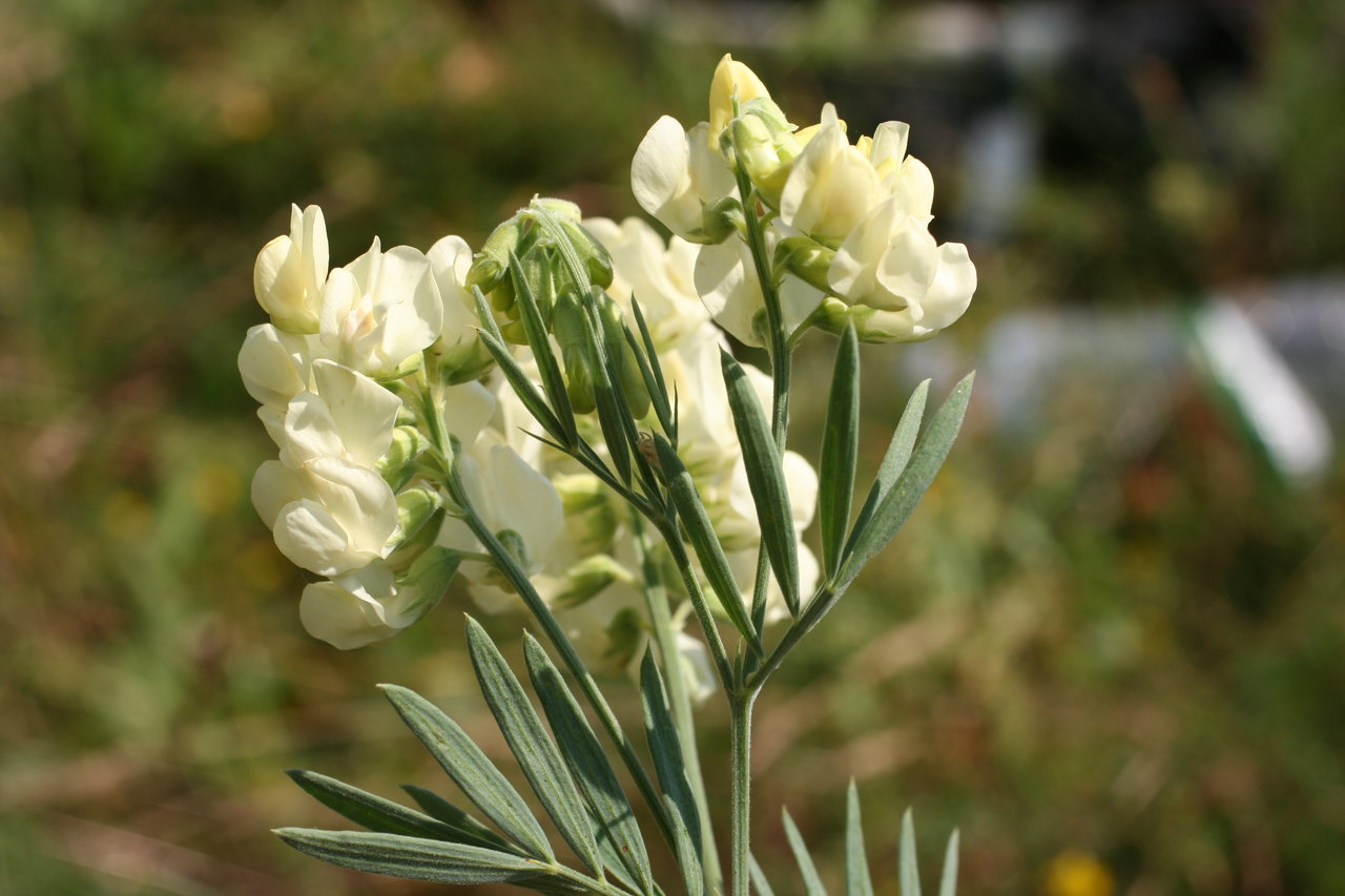 Image of Lathyrus pancicii specimen.