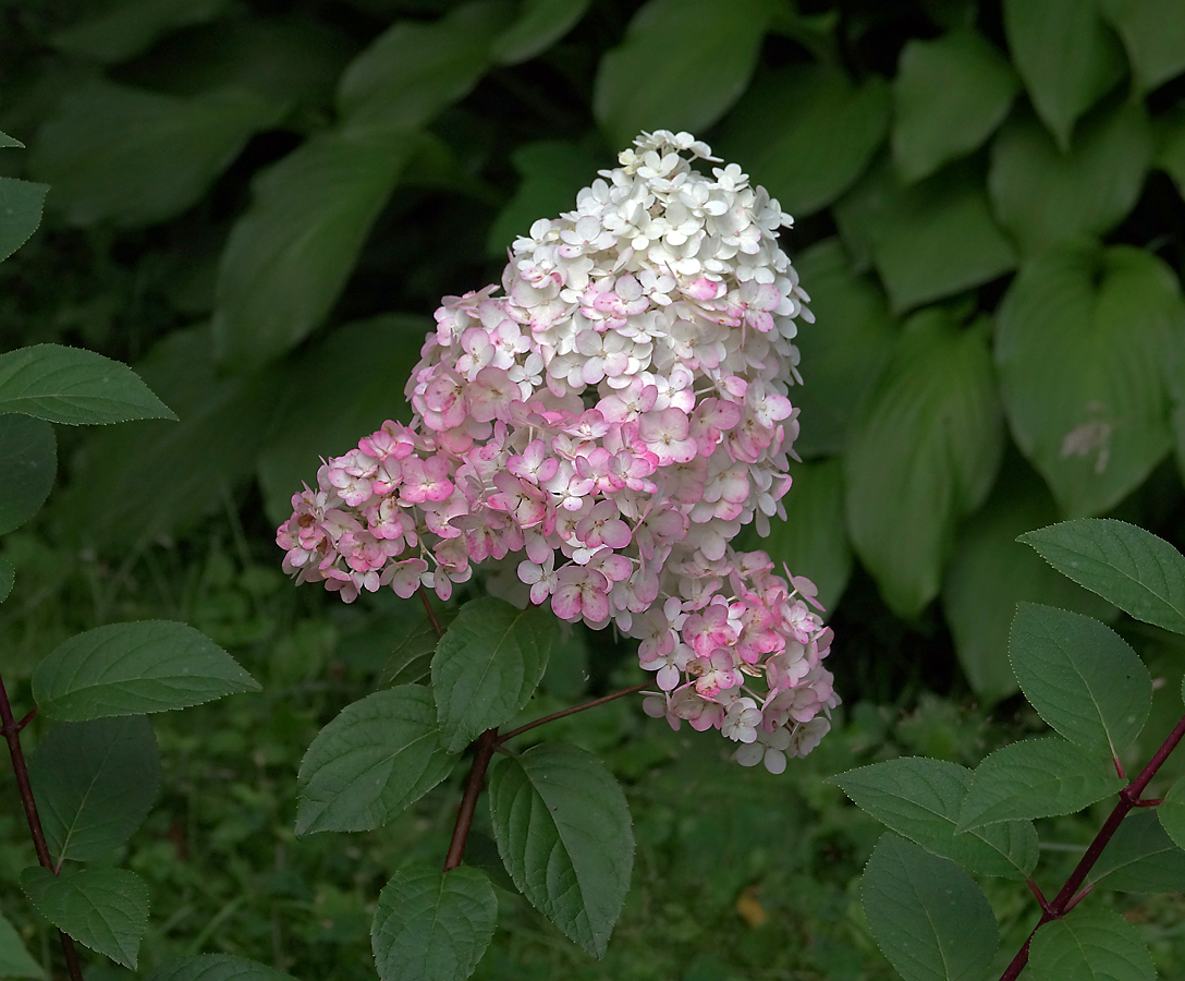 Image of Hydrangea paniculata specimen.