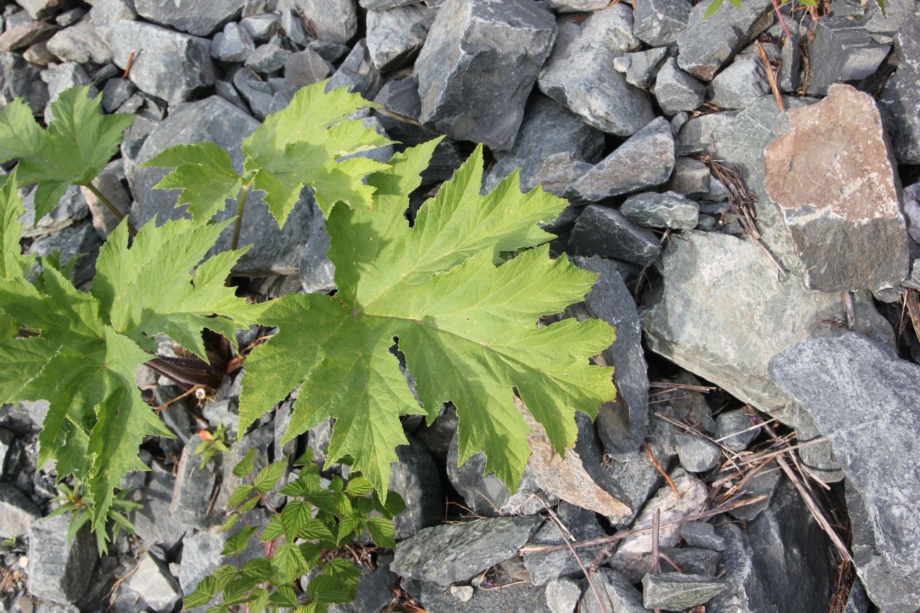 Image of Heracleum dissectum specimen.