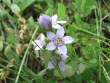 genus Gentianella