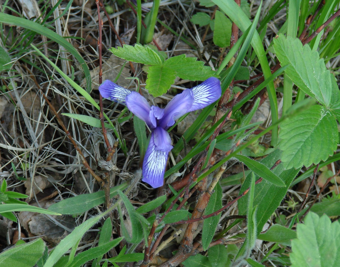 Image of Iris ruthenica specimen.