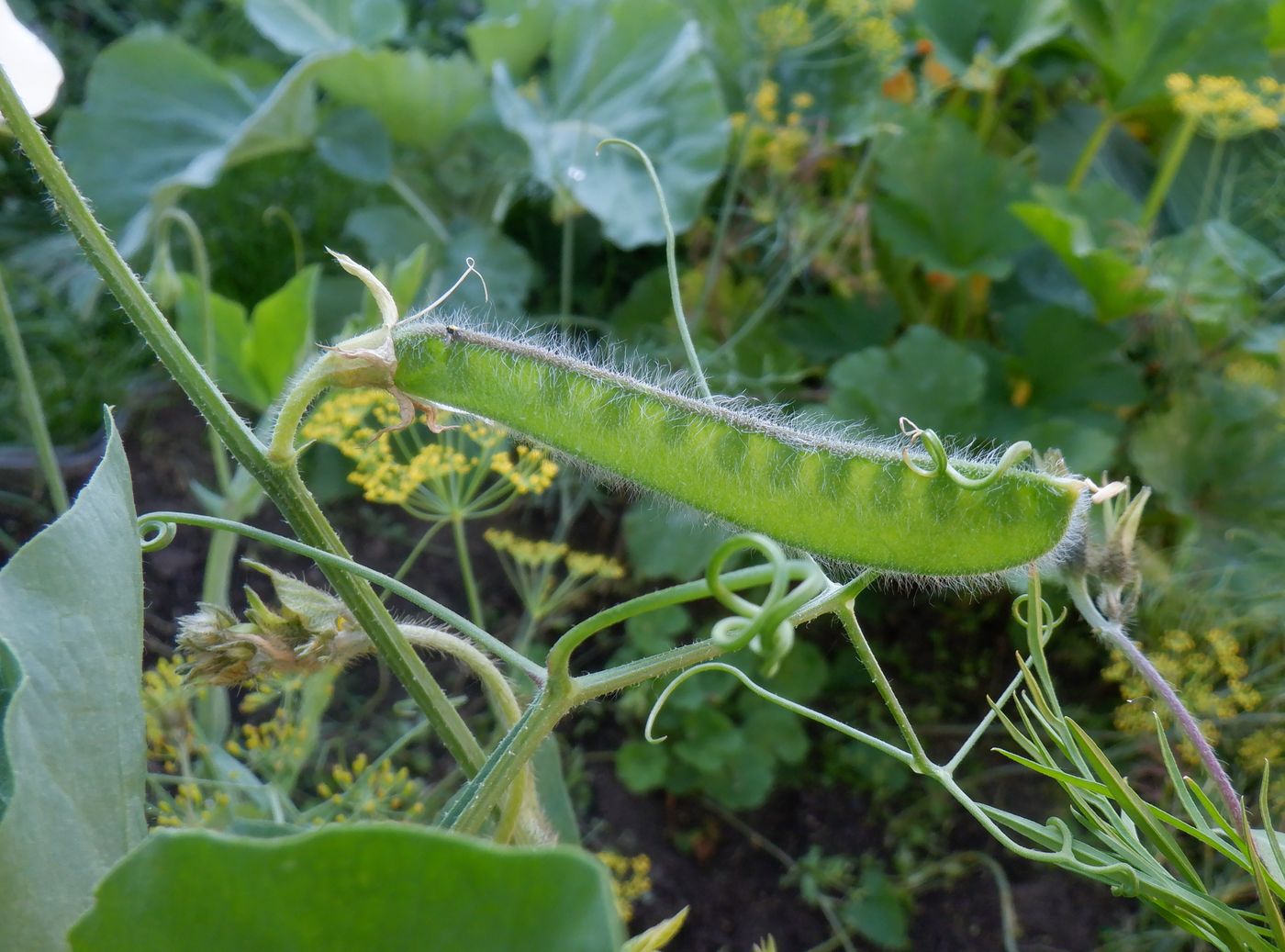 Image of Lathyrus odoratus specimen.