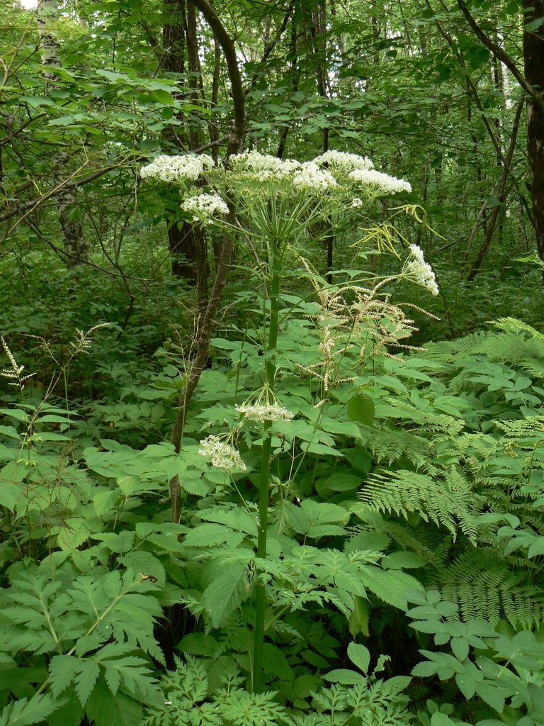 Изображение особи Pleurospermum uralense.