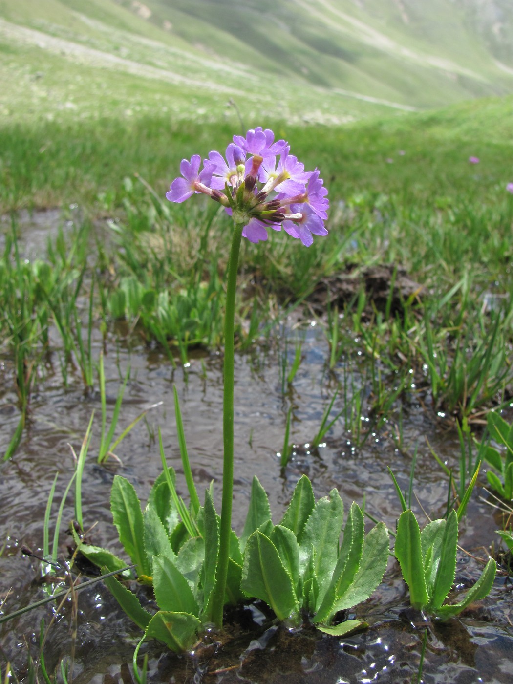 Изображение особи Primula auriculata.