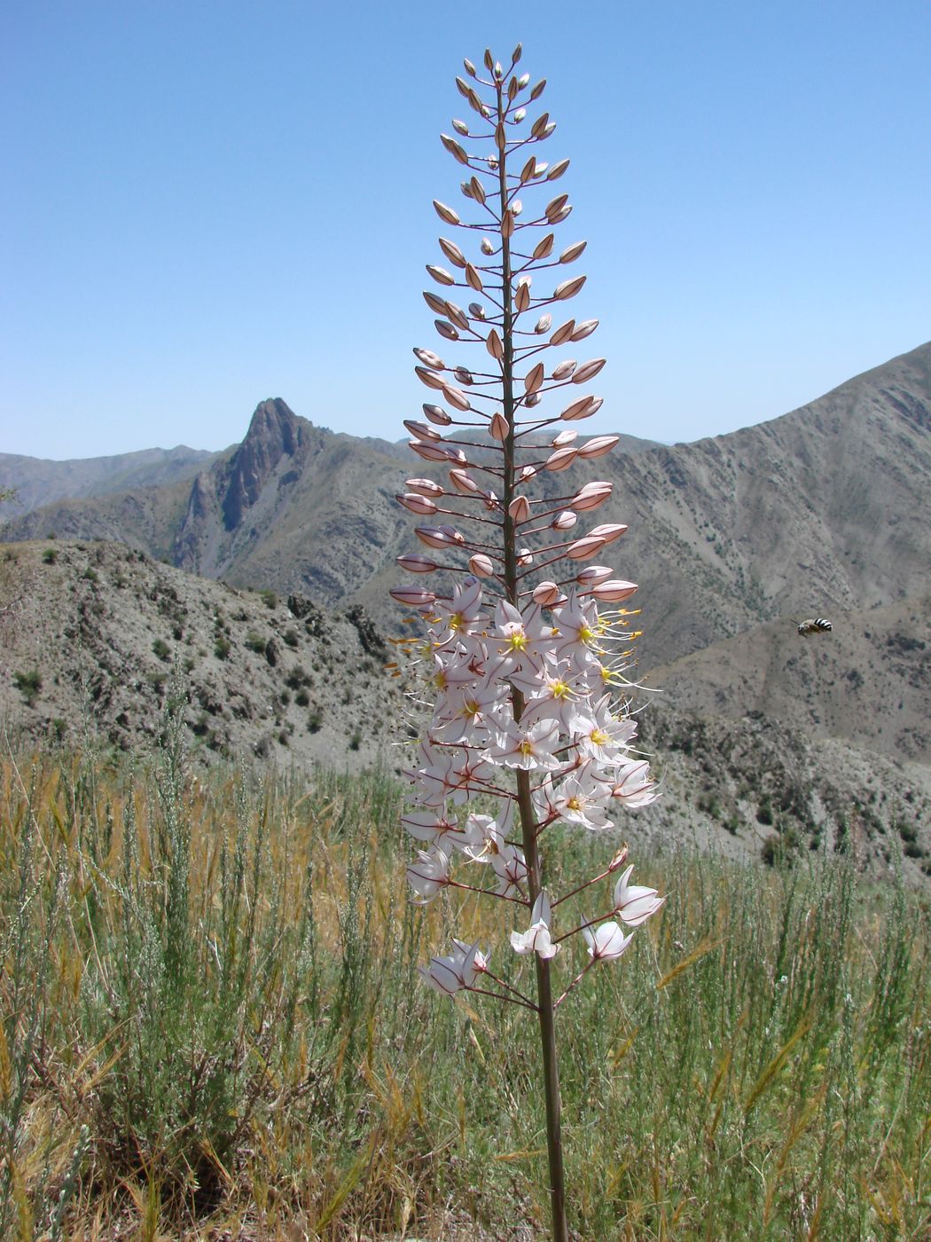 Image of Eremurus olgae specimen.