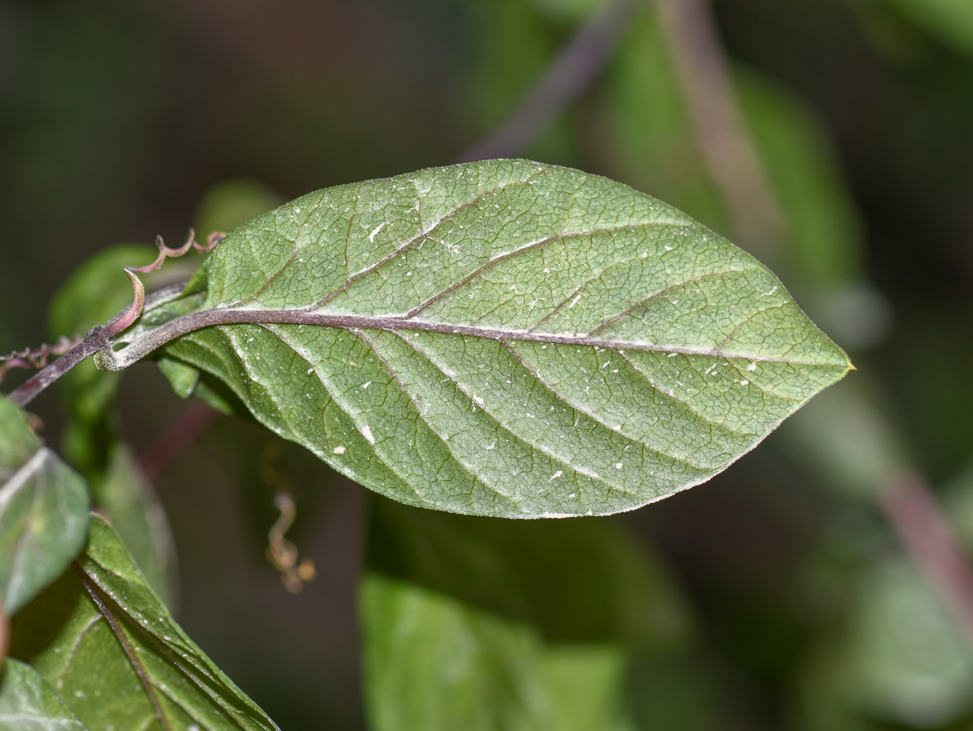 Изображение особи Cobaea scandens.