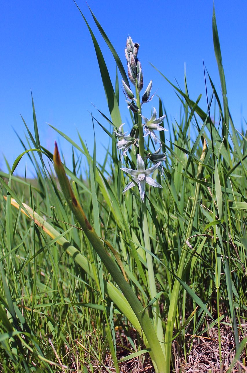 Image of Ornithogalum boucheanum specimen.