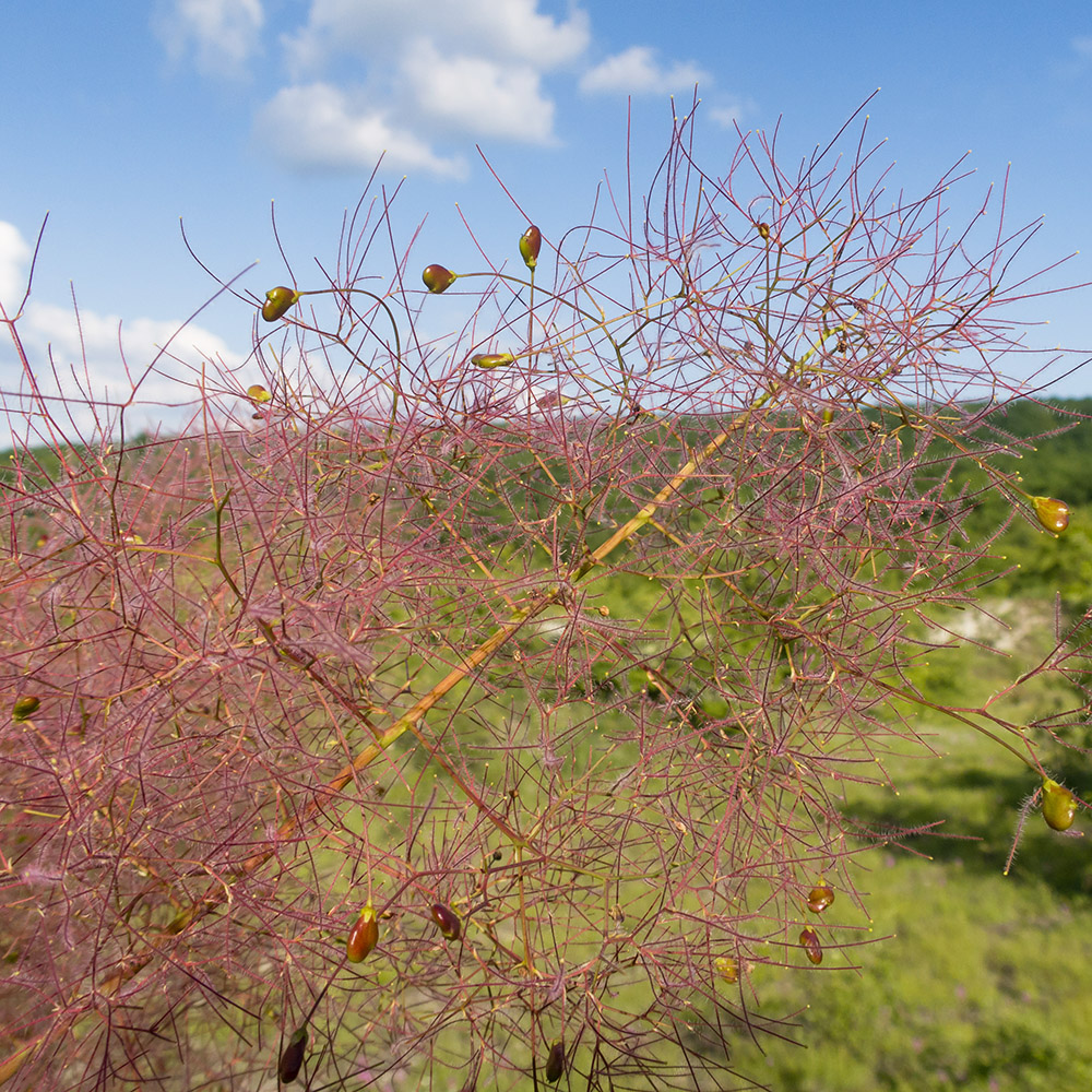 Image of Cotinus coggygria specimen.