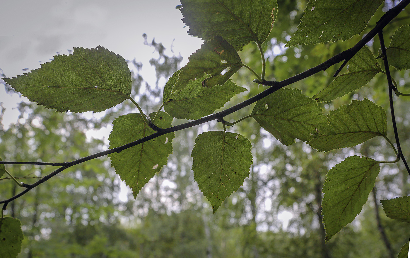 Изображение особи Betula utilis var. jacquemontii.