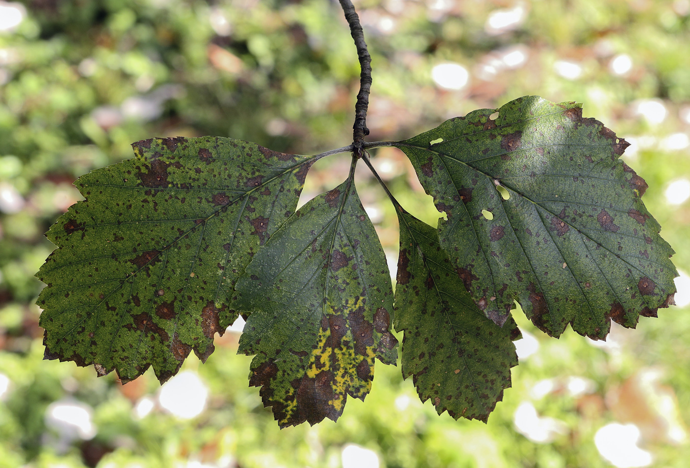 Image of Sorbus takhtajanii specimen.