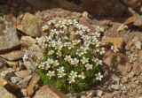 Saxifraga exarata