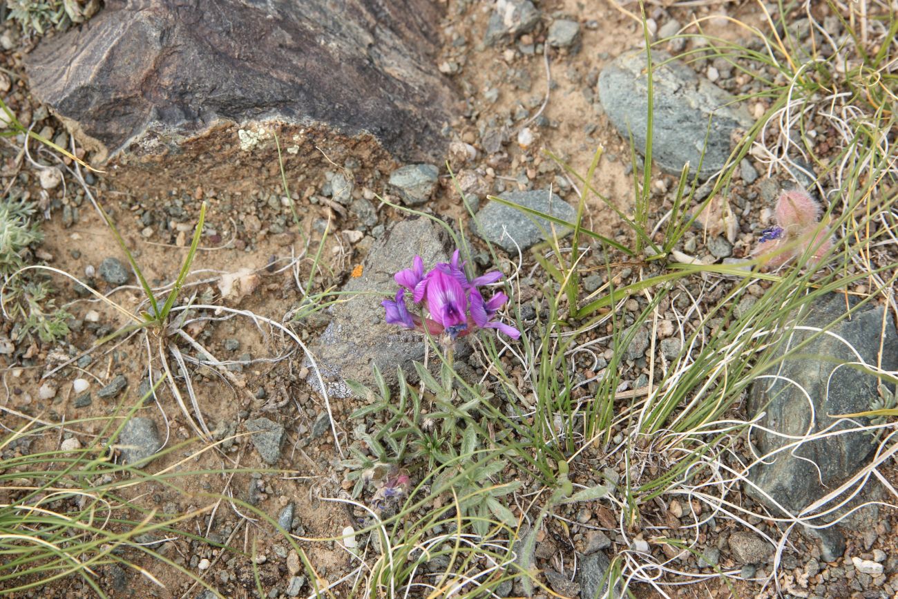 Image of Oxytropis pumila specimen.