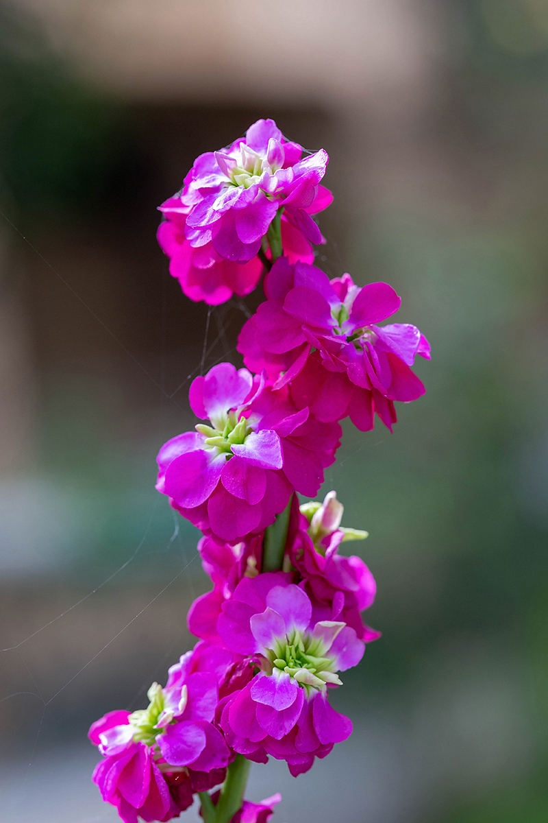 Image of Matthiola incana specimen.