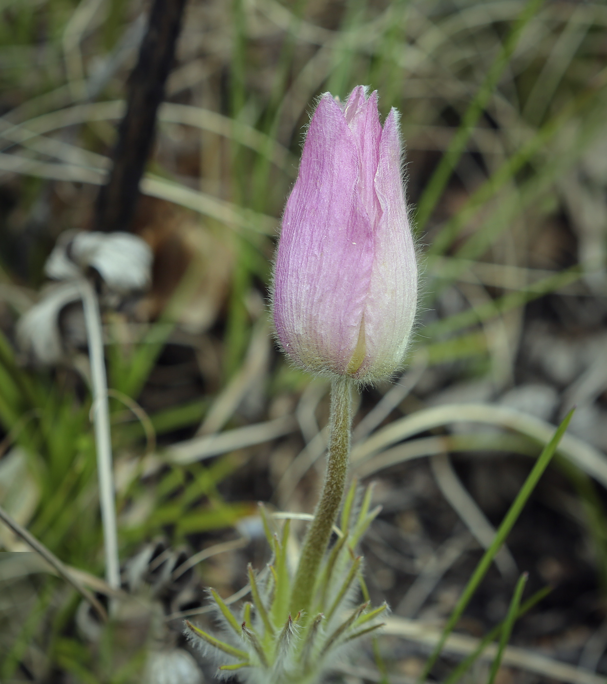 Image of Pulsatilla uralensis specimen.