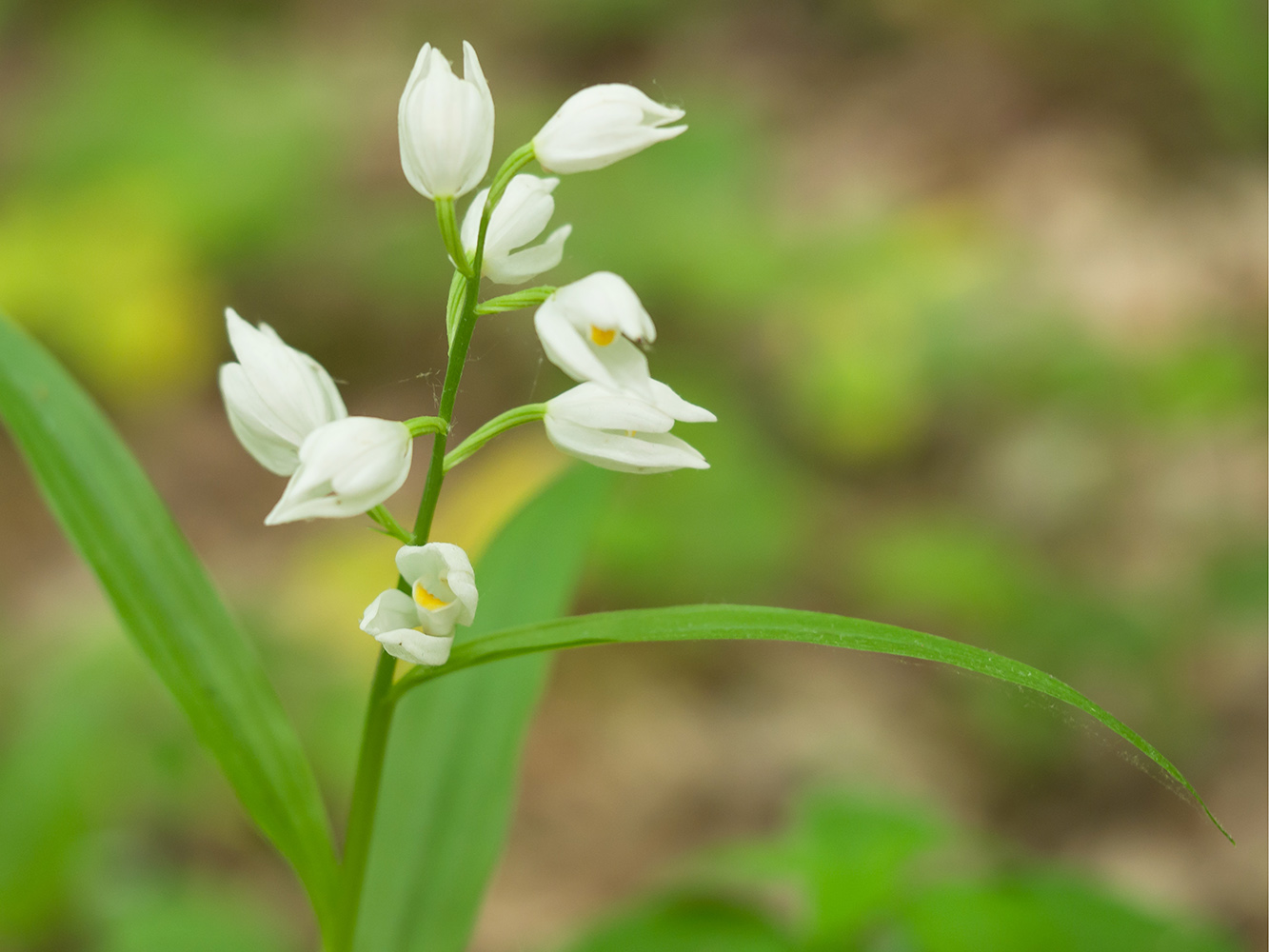 Image of Cephalanthera longifolia specimen.