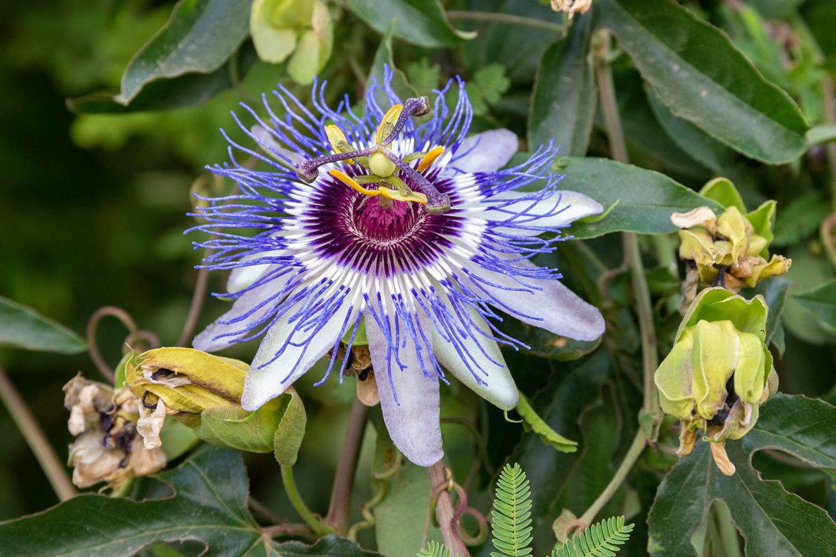 Image of Passiflora caerulea specimen.