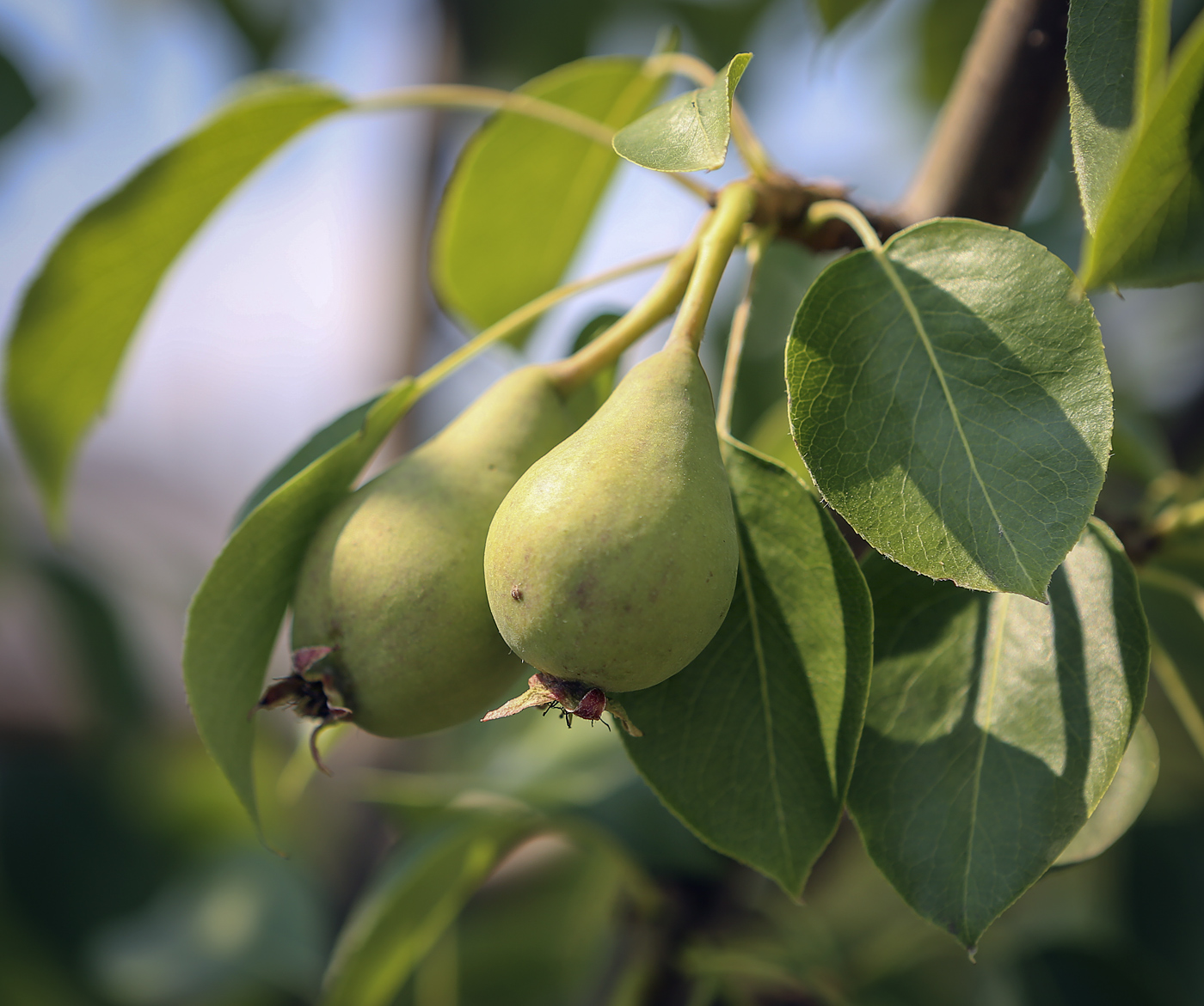 Изображение особи Pyrus communis.