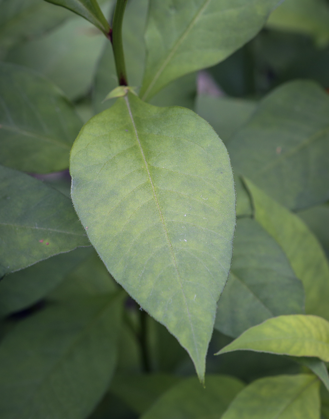 Изображение особи Lysimachia clethroides.