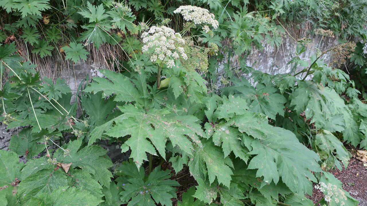 Изображение особи Heracleum lanatum.