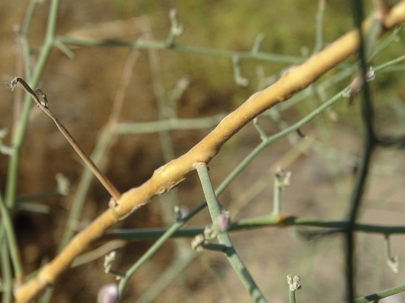 Image of Convolvulus hamadae specimen.