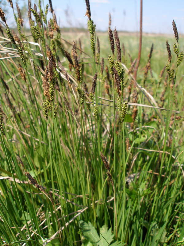 Изображение особи Carex cespitosa.