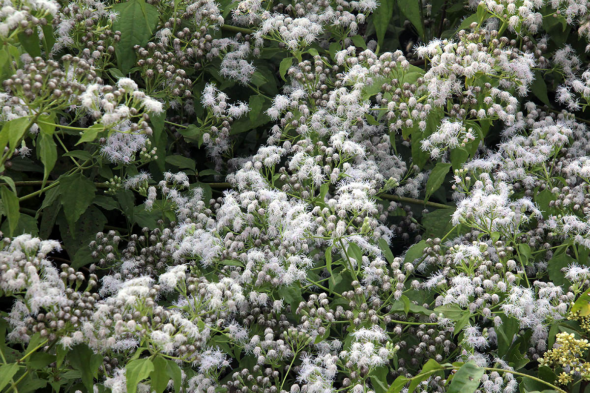 Image of Chromolaena odorata specimen.