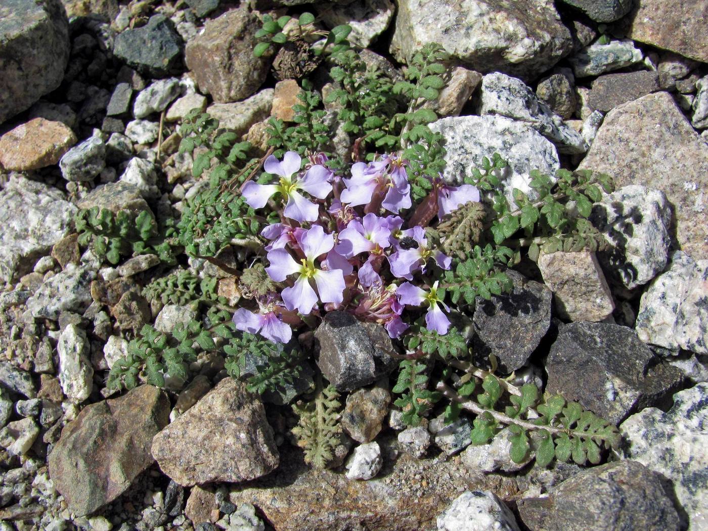 Image of Chorispora bungeana specimen.