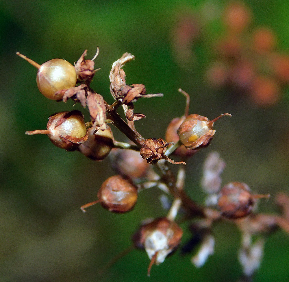 Image of Lysimachia dubia specimen.