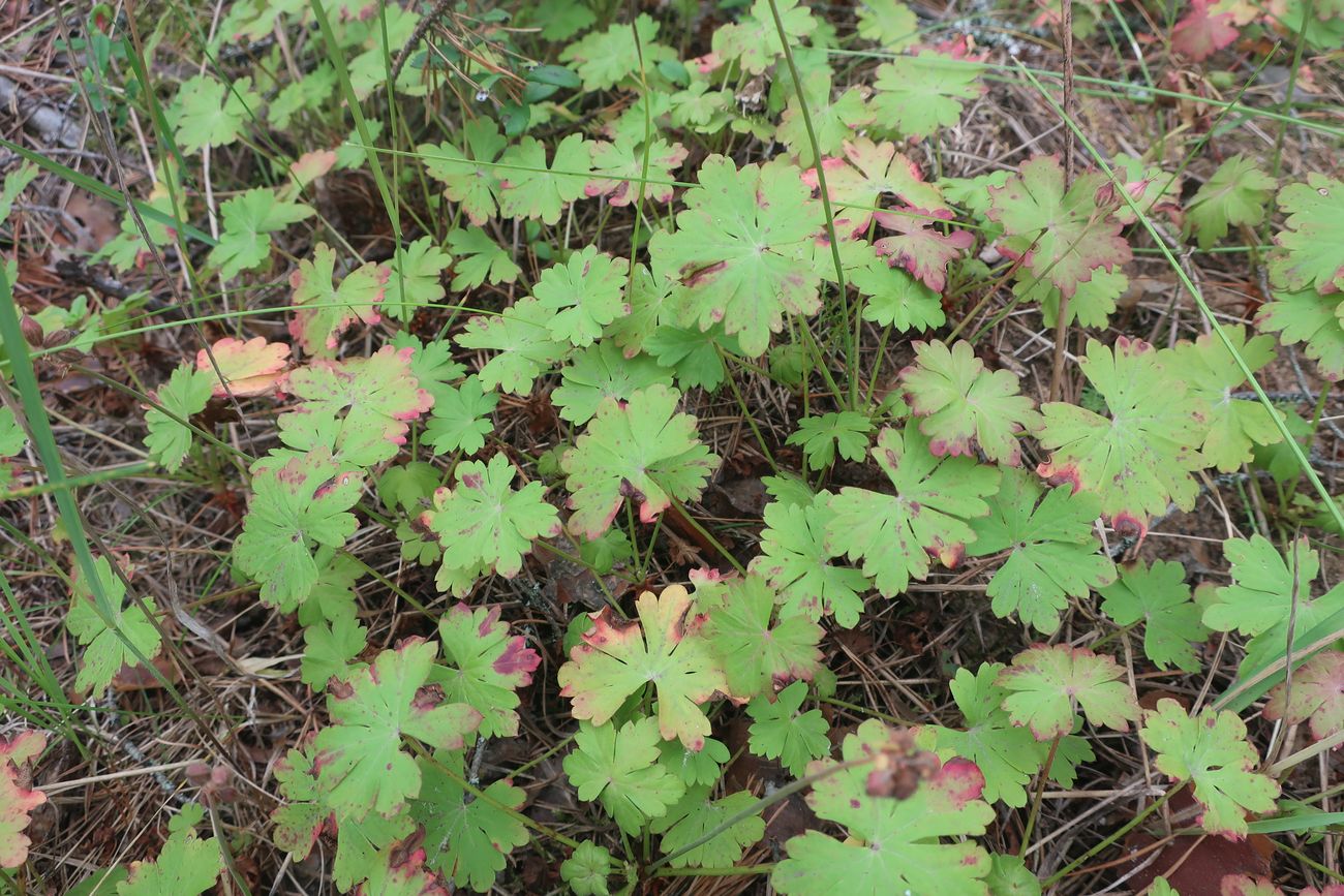 Изображение особи Geranium &times; cantabrigiense.