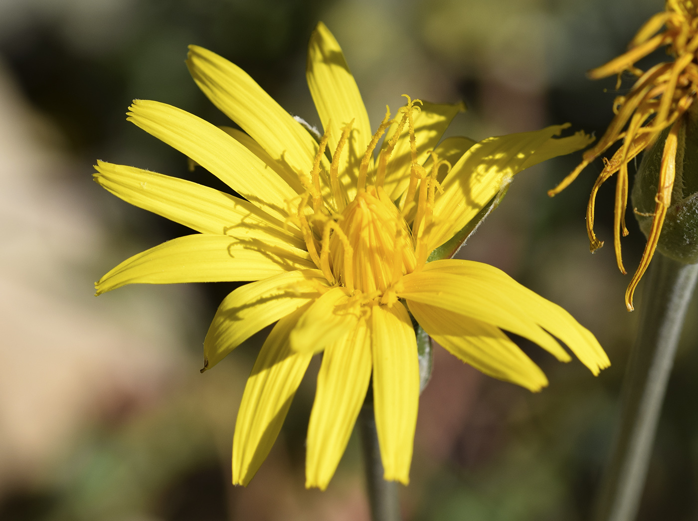 Image of Scorzonera crispatula specimen.