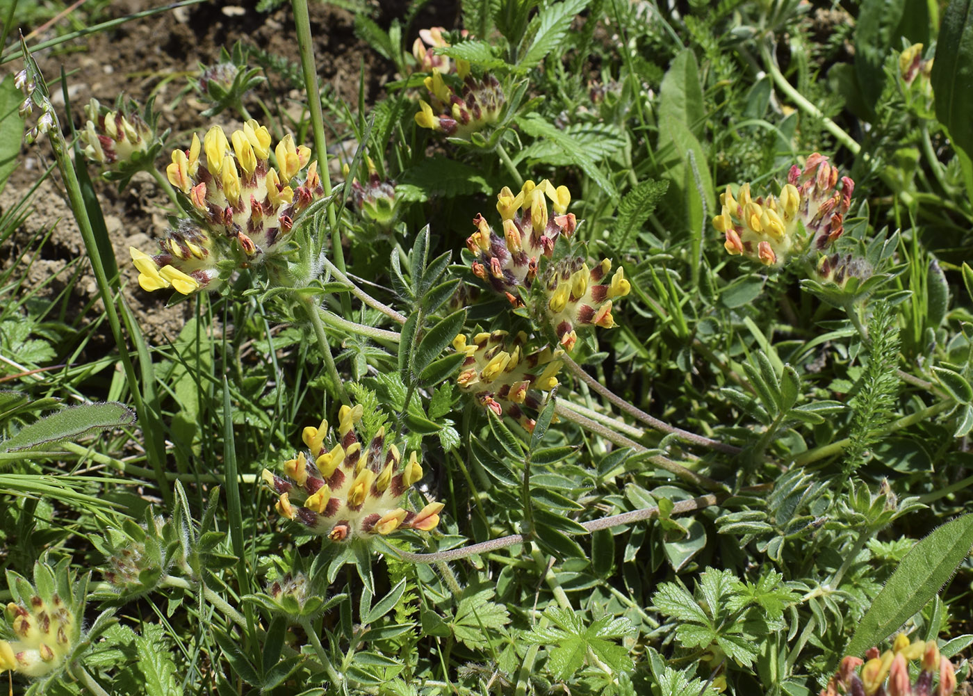 Image of Anthyllis vulneraria specimen.