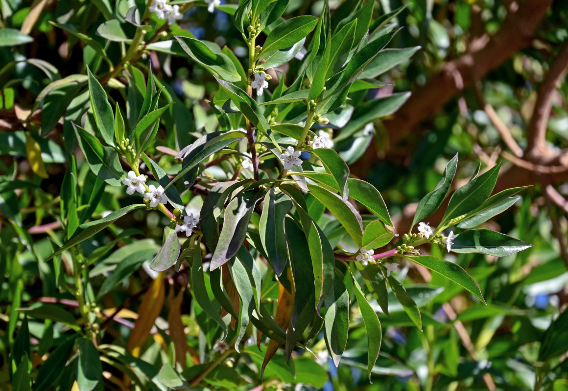 Image of Myoporum laetum specimen.