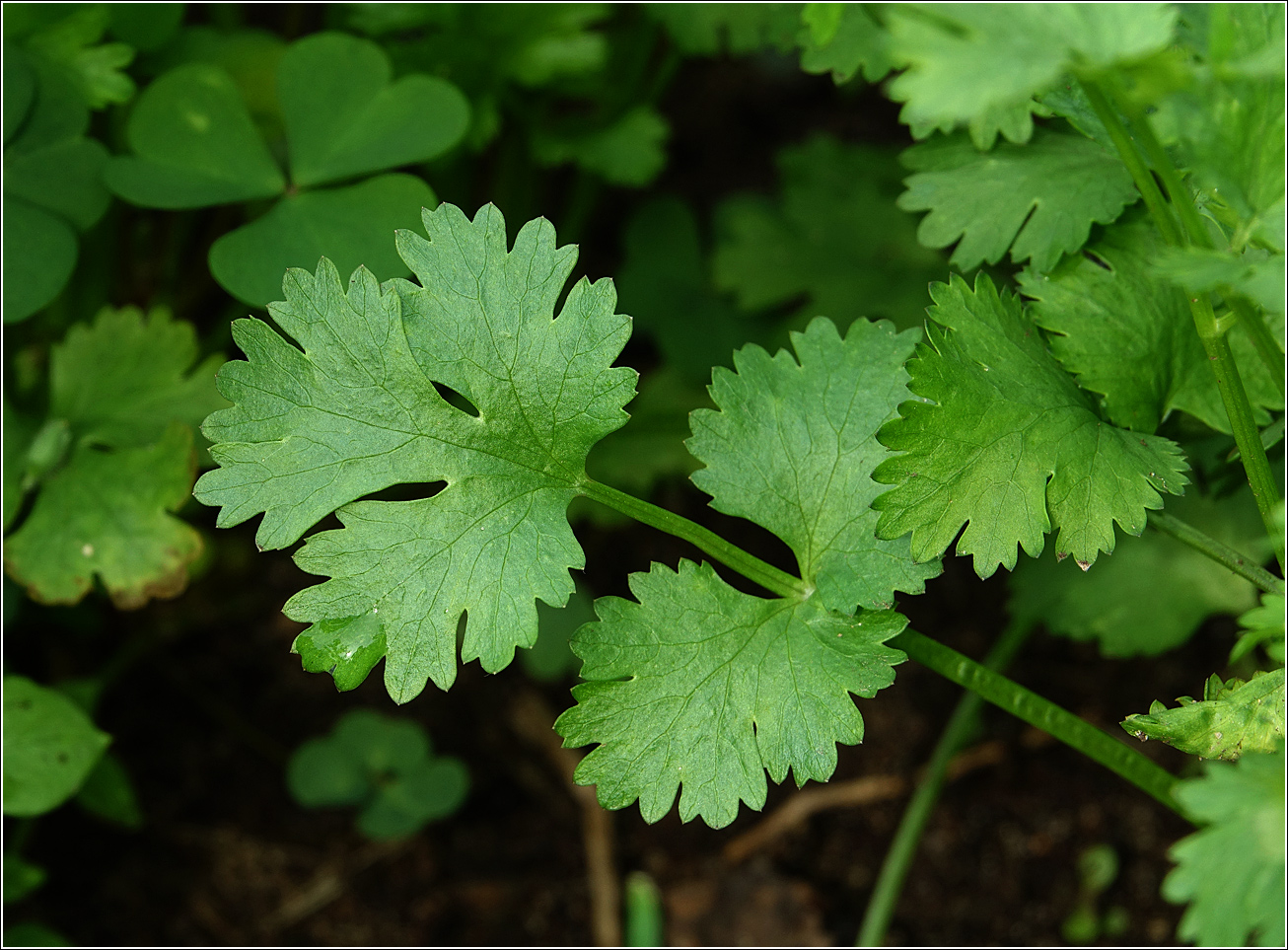 Изображение особи Coriandrum sativum.