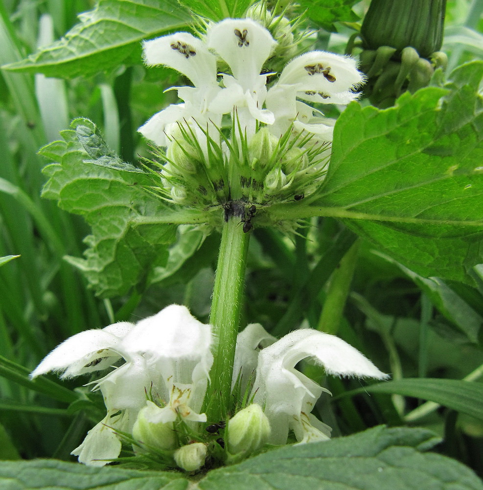 Image of Lamium album specimen.