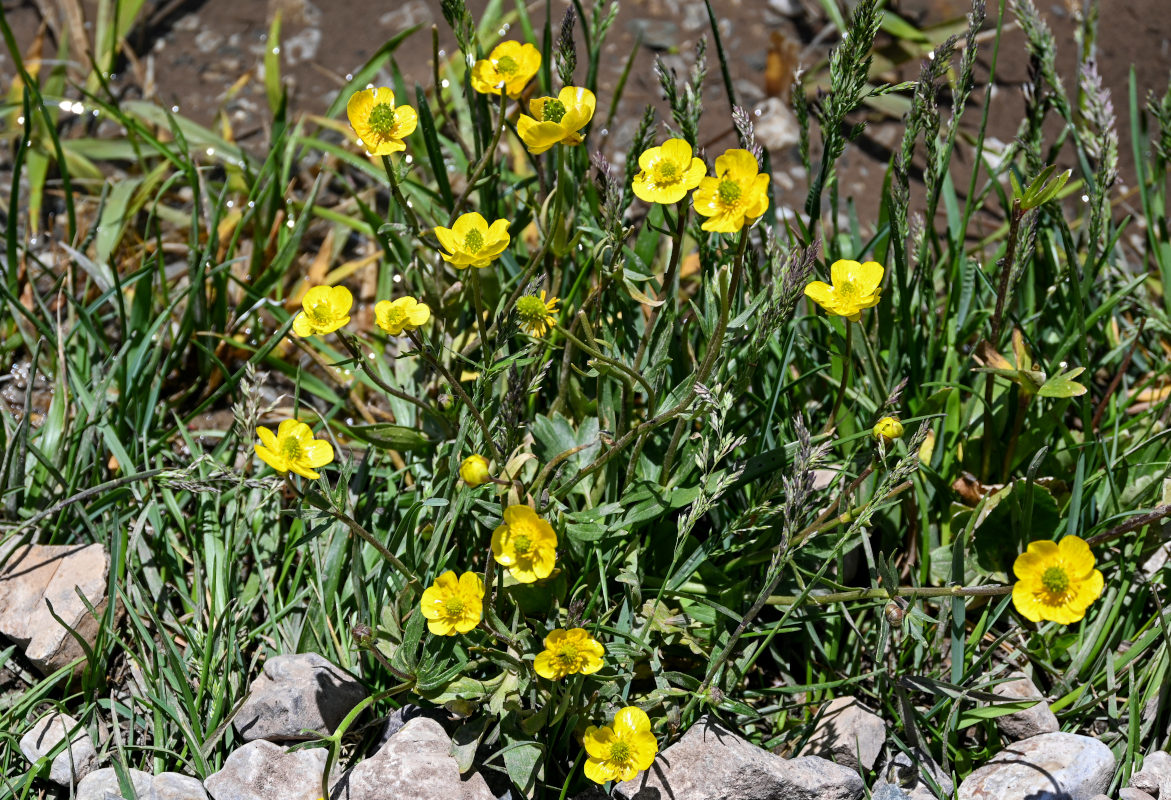 Изображение особи Ranunculus songaricus.