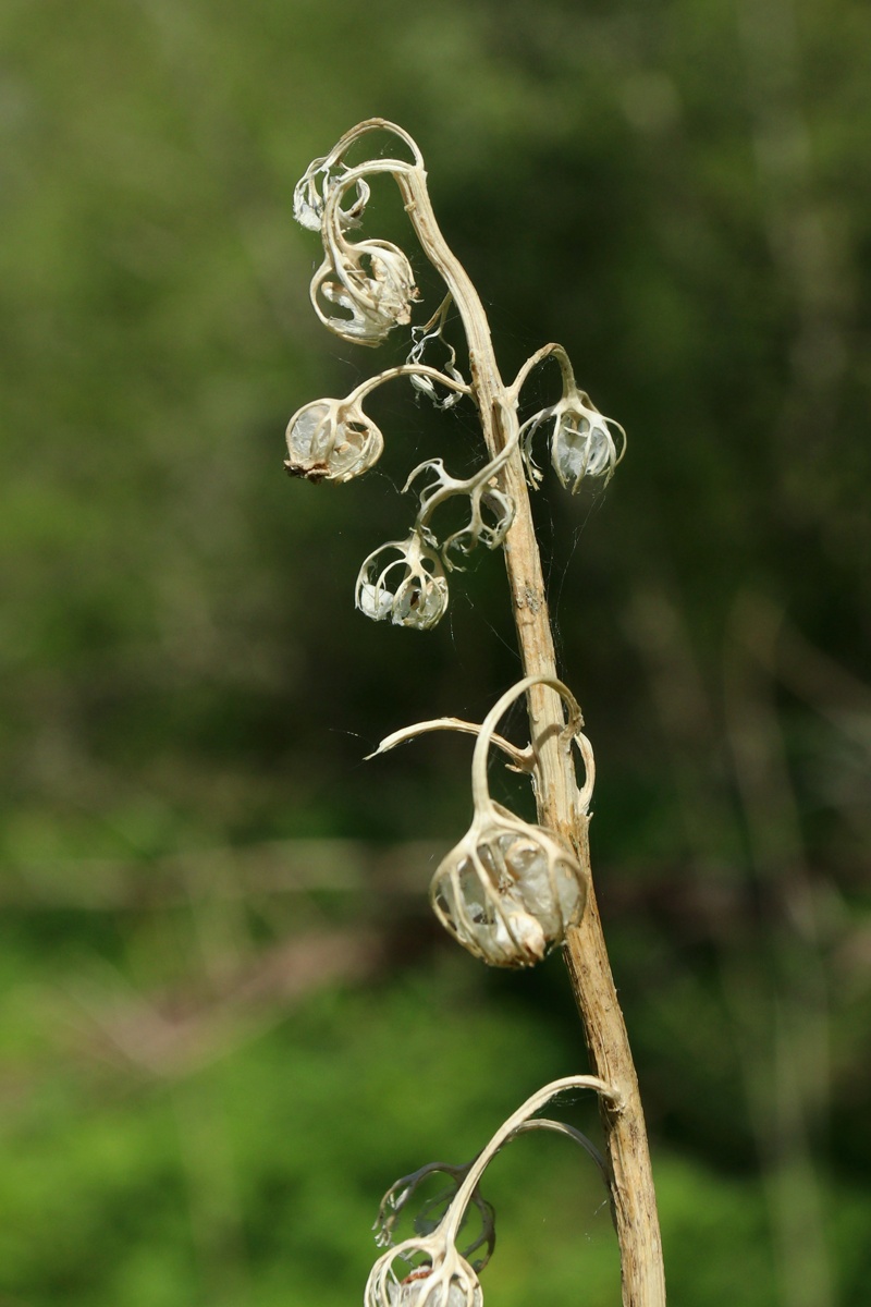 Image of Campanula latifolia specimen.