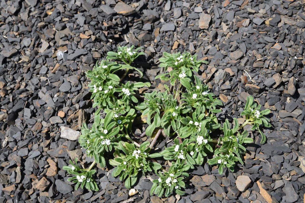 Image of Trigonocaryum involucratum specimen.