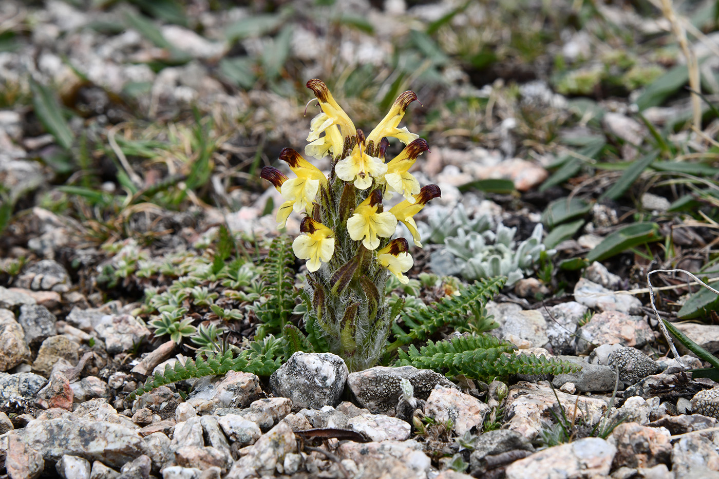 Изображение особи Pedicularis oederi.