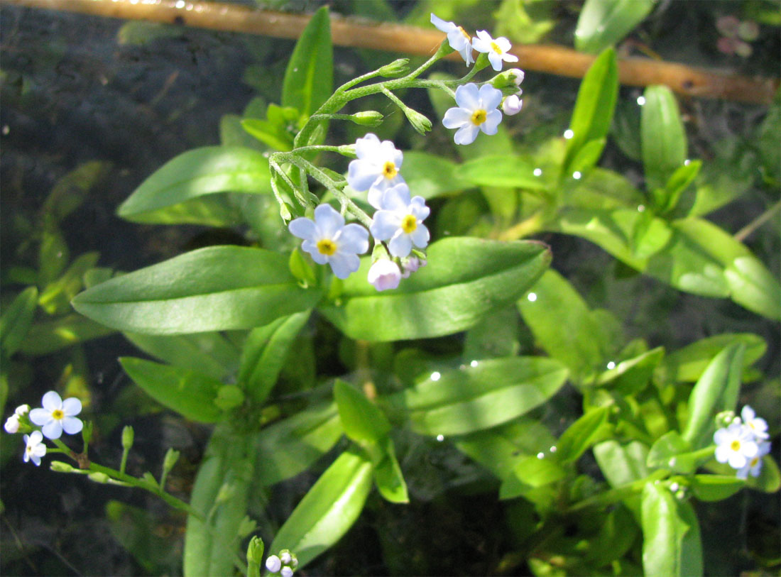 Image of Myosotis palustris specimen.