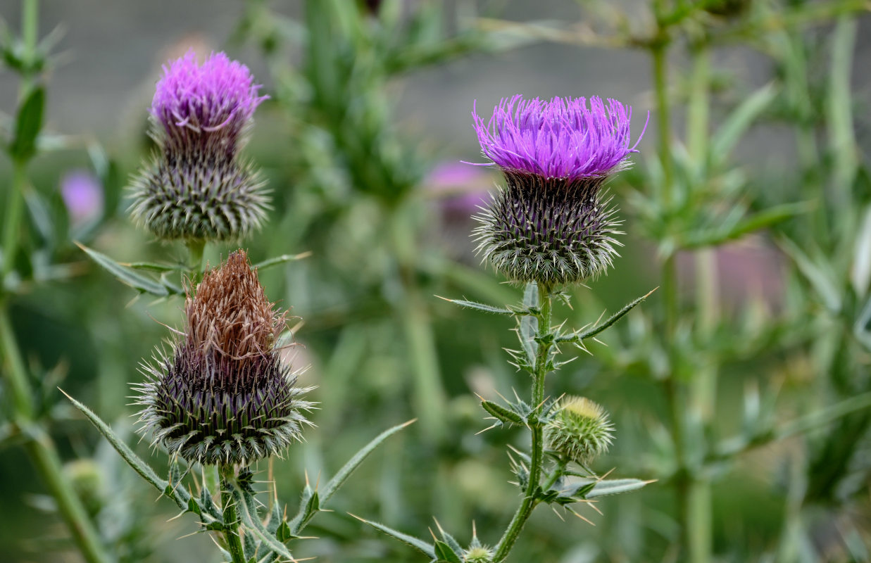 Изображение особи Cirsium ciliatum.