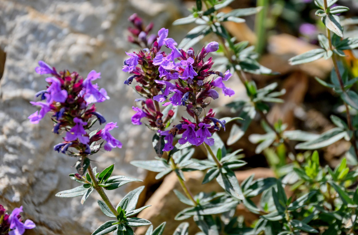 Изображение особи Dracocephalum integrifolium.