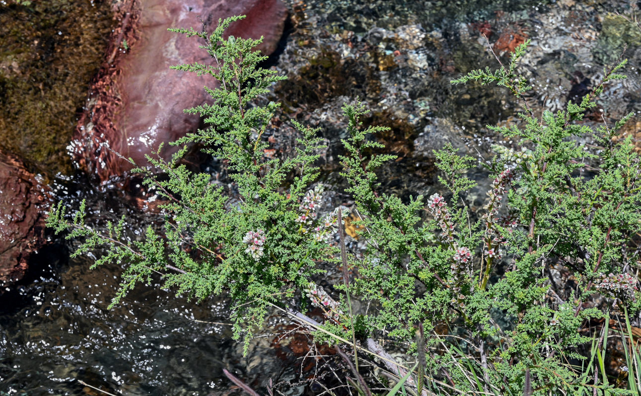 Image of genus Myricaria specimen.