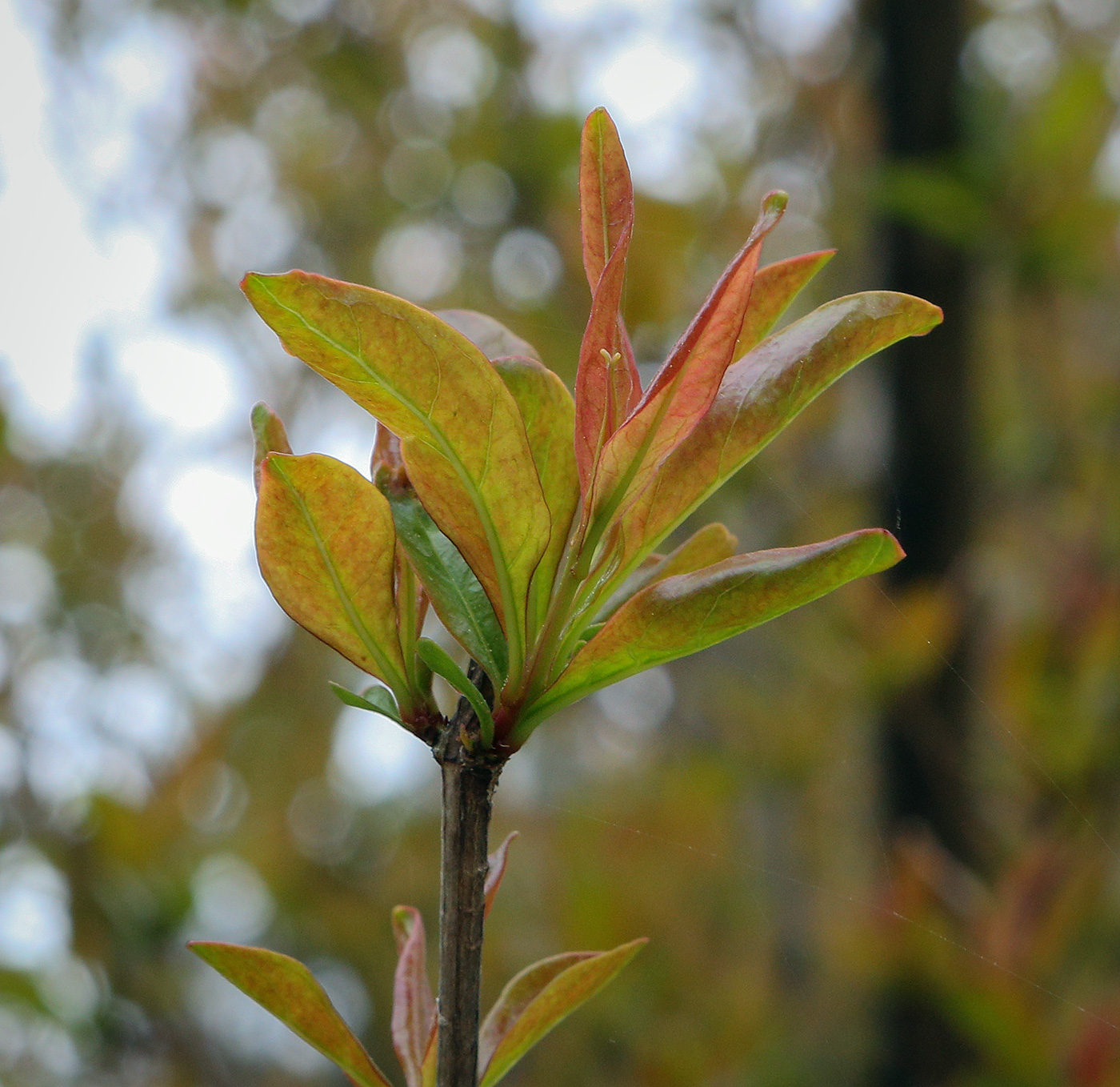 Image of Punica granatum specimen.