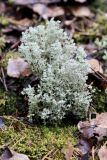 Cladonia arbuscula