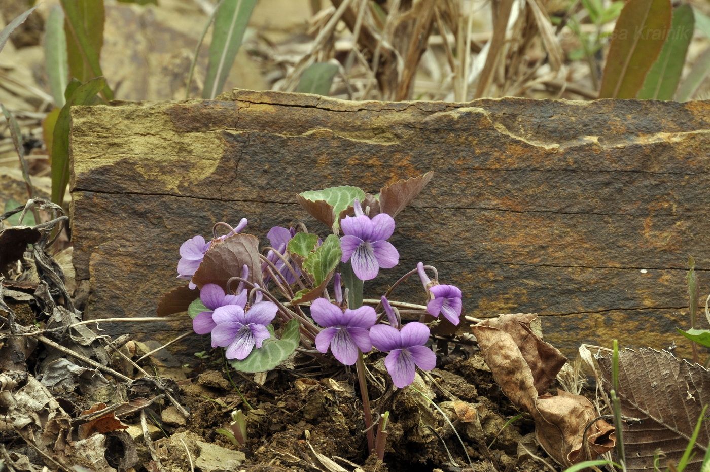 Изображение особи Viola variegata.