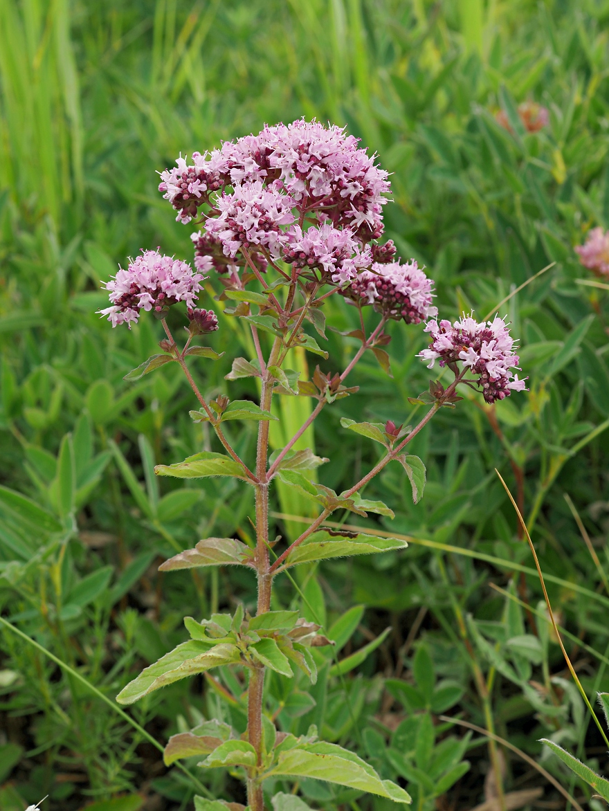 Изображение особи Origanum vulgare.