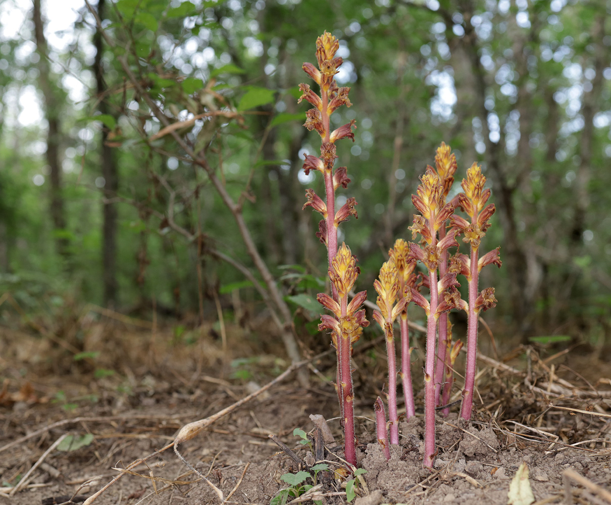 Изображение особи Orobanche laxissima.